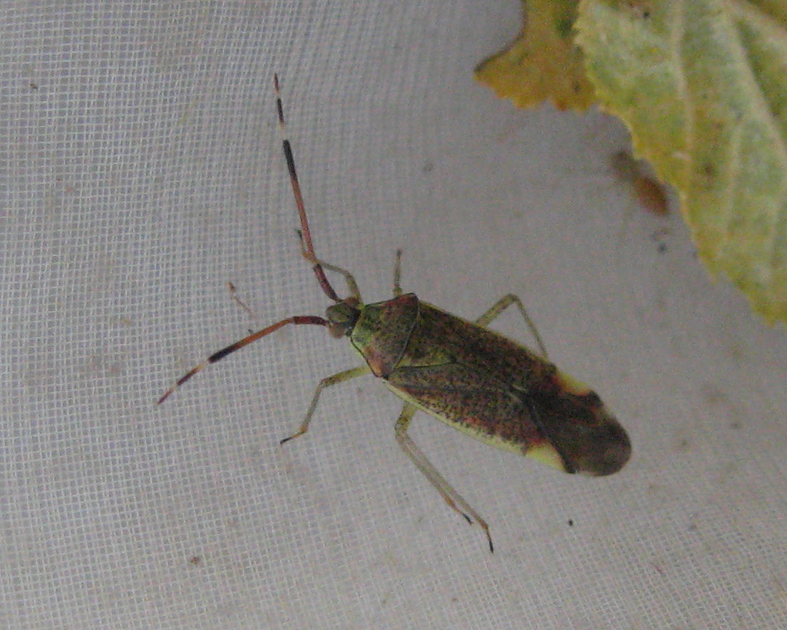 Miridae: Pantilius tunicatus della Valmalenco